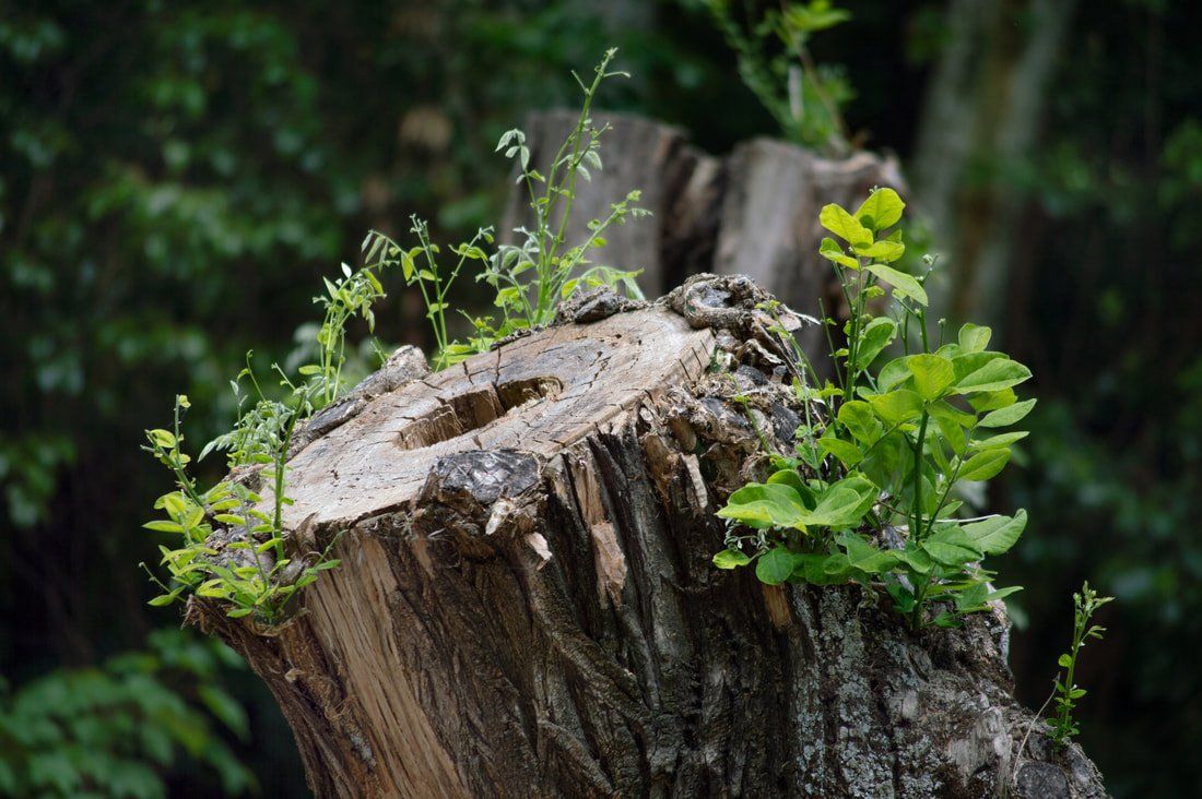 Billings, MT Top Rated Tree Service, Removal, and Trimming