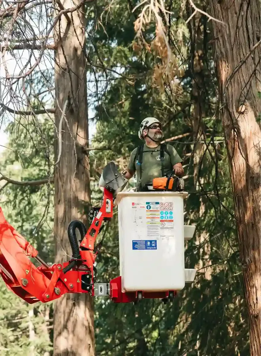 Utility worker in a cherry picker trimming tree branches in a wooded area