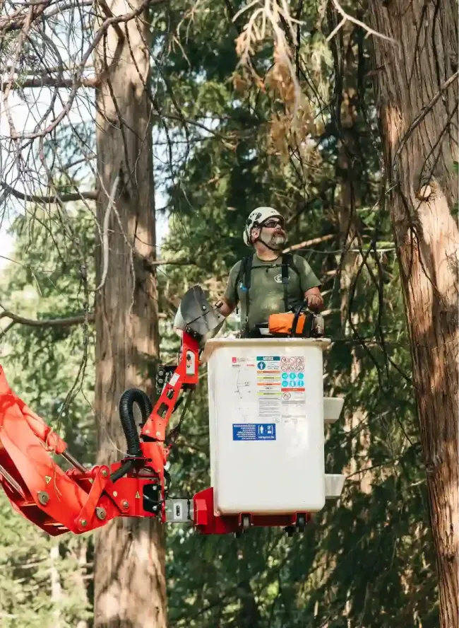 Utility worker in a cherry picker trimming tree branches in a wooded area