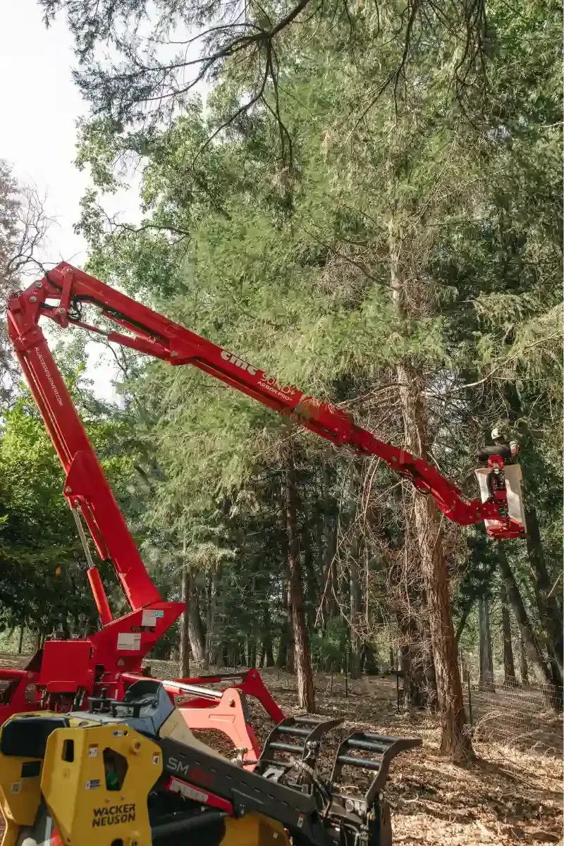 Red forestry machine with an extended boom cutting or reaching into tall trees in a wooded area
