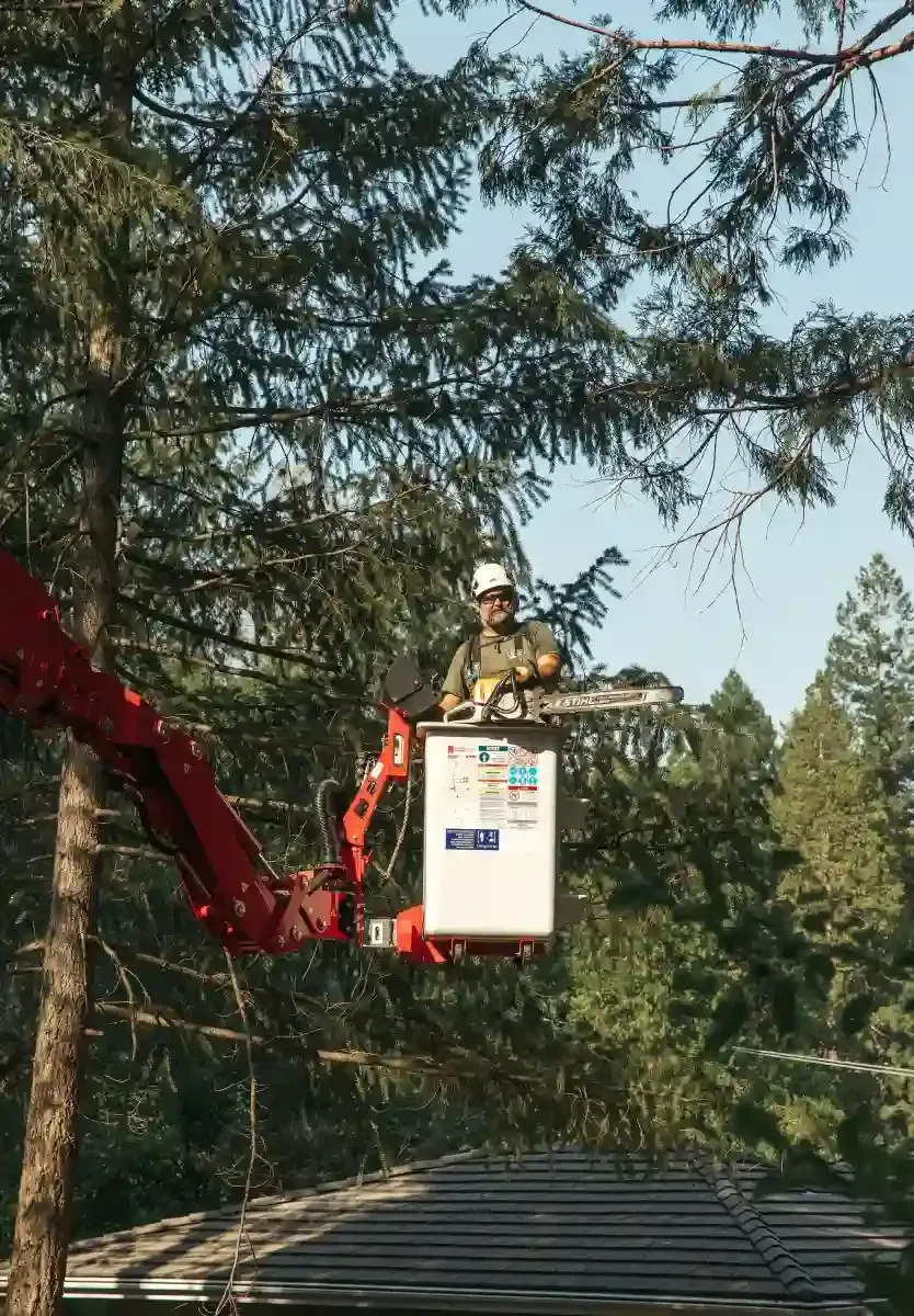 Worker in a red lift trimming trees high above a road