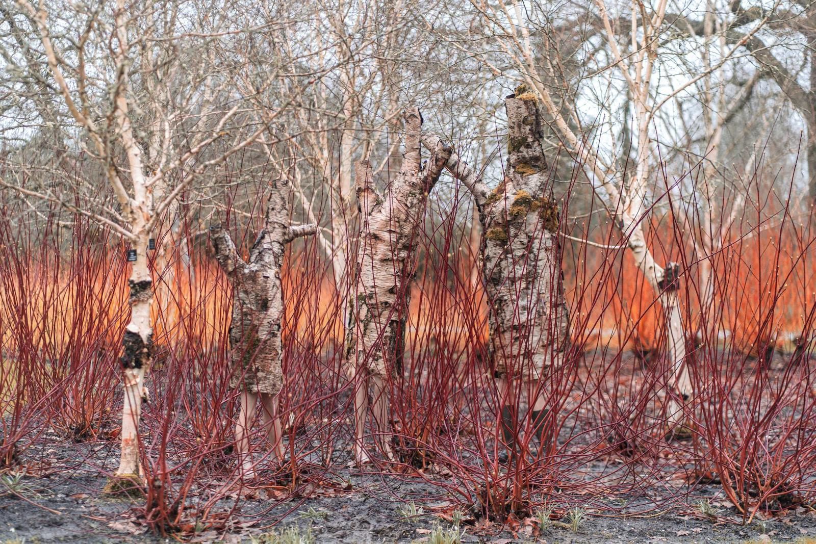 Olana Light, The Birch Tree Family, 2024