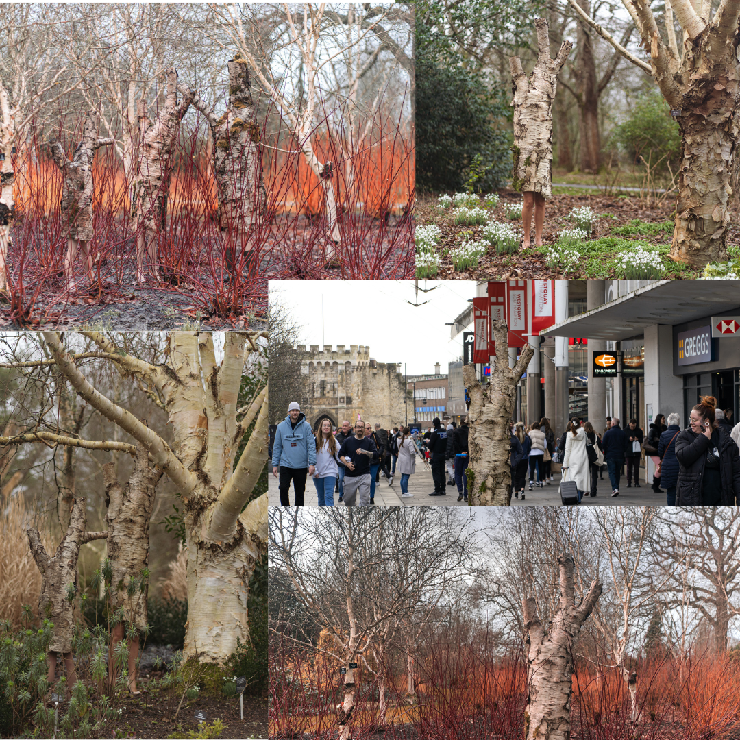 Olana Light, The Birch Tree Family prints, 2024