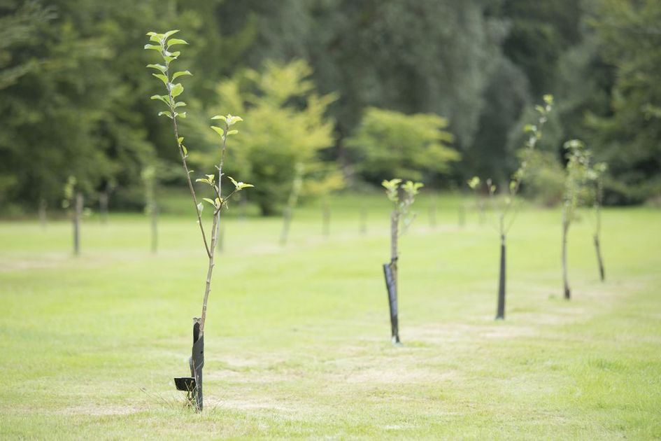 A row of small trees in a grassy field.