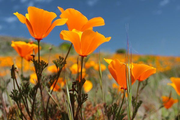 Reardon Simi Valley Funeral Home