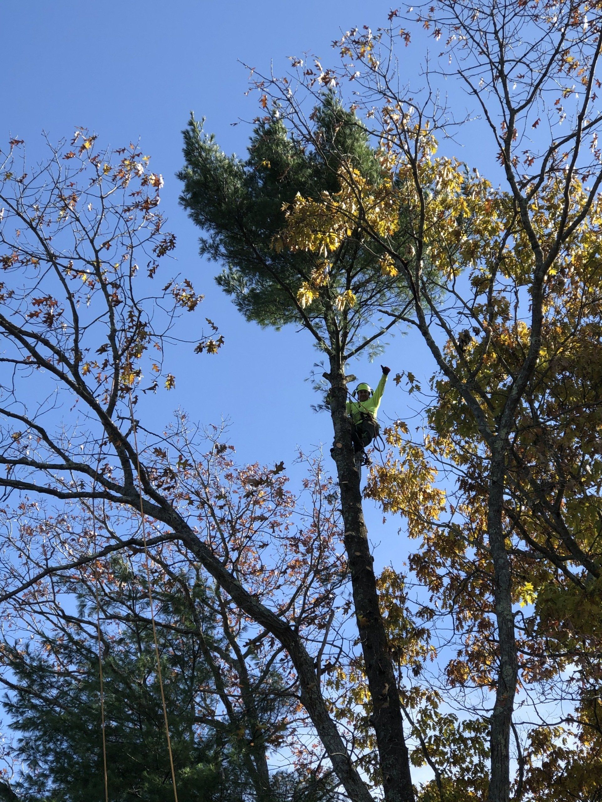 M&M Tree service worker doing a tree trimming job