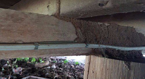 Wood needed Pest Control
