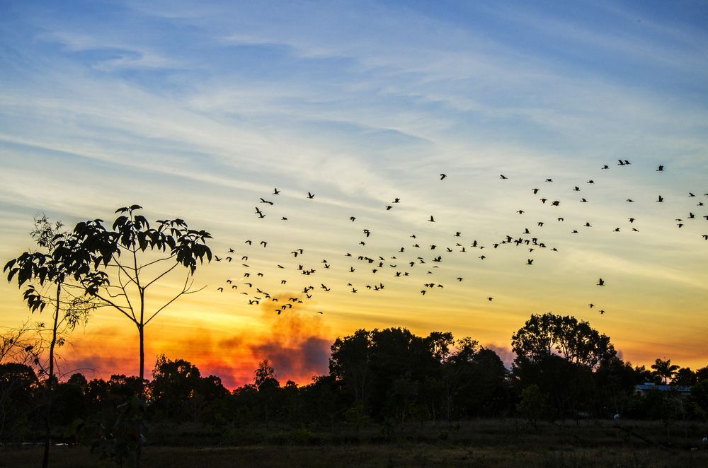 A Flock of Birds Flying Over a Field at Sunset — Adzcom Civils in Innisfail, QLD