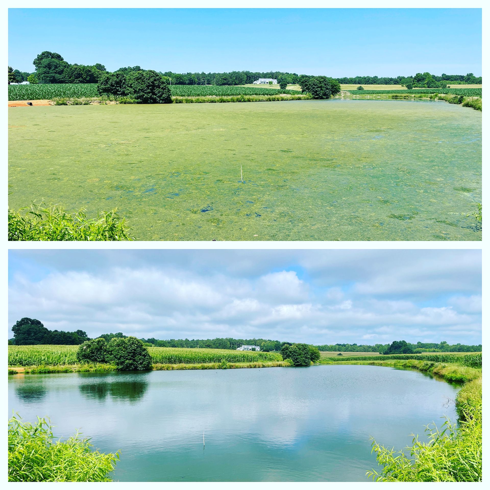 Top: Murky pond. Bottom: Clear pond. Comparison of algae growth before and after treatment in rural setting.