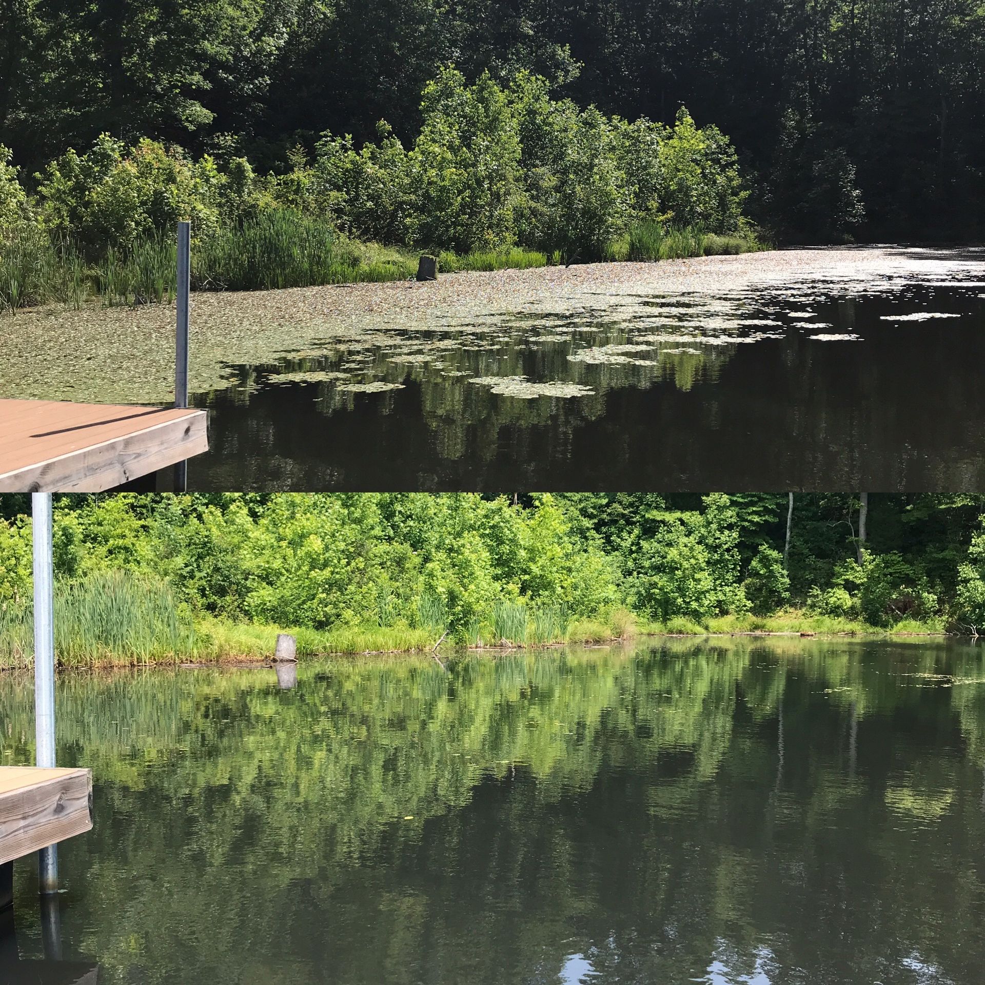 A calm lake reflects lush green trees and foliage. A wooden dock is visible on the left.