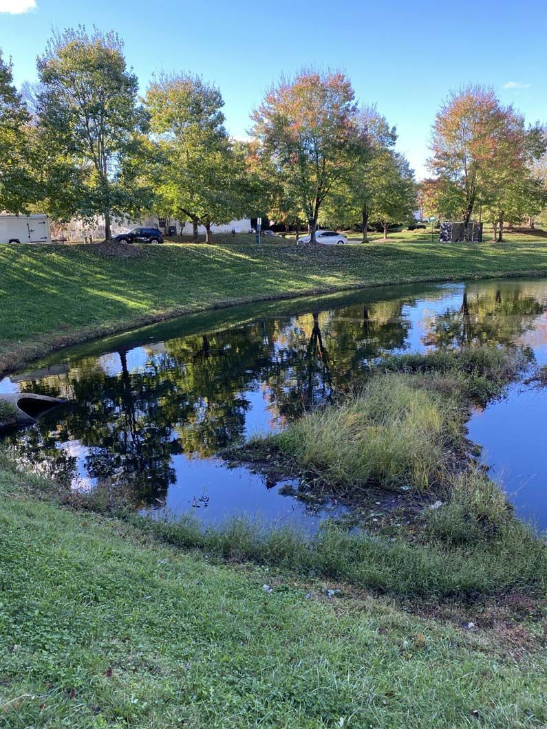 Pond with reflections of trees on a sunny day; grassy banks surround the water.