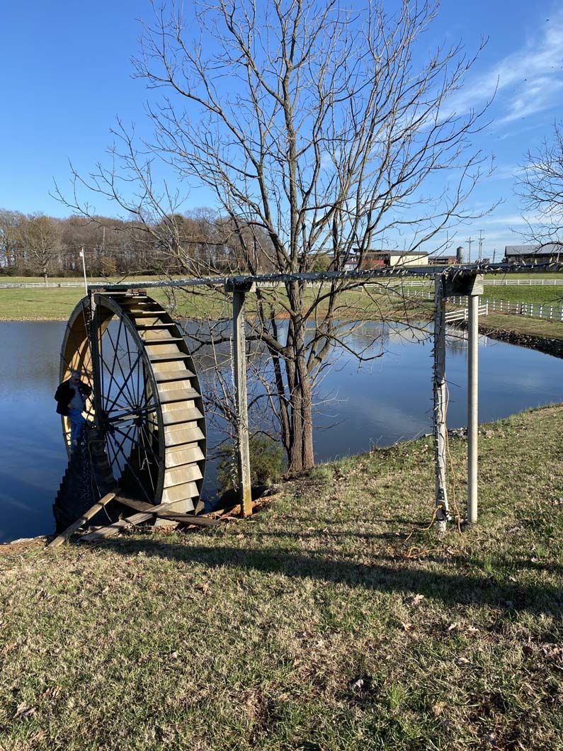Water wheel on a pond; a tree grows through it; sunny day.