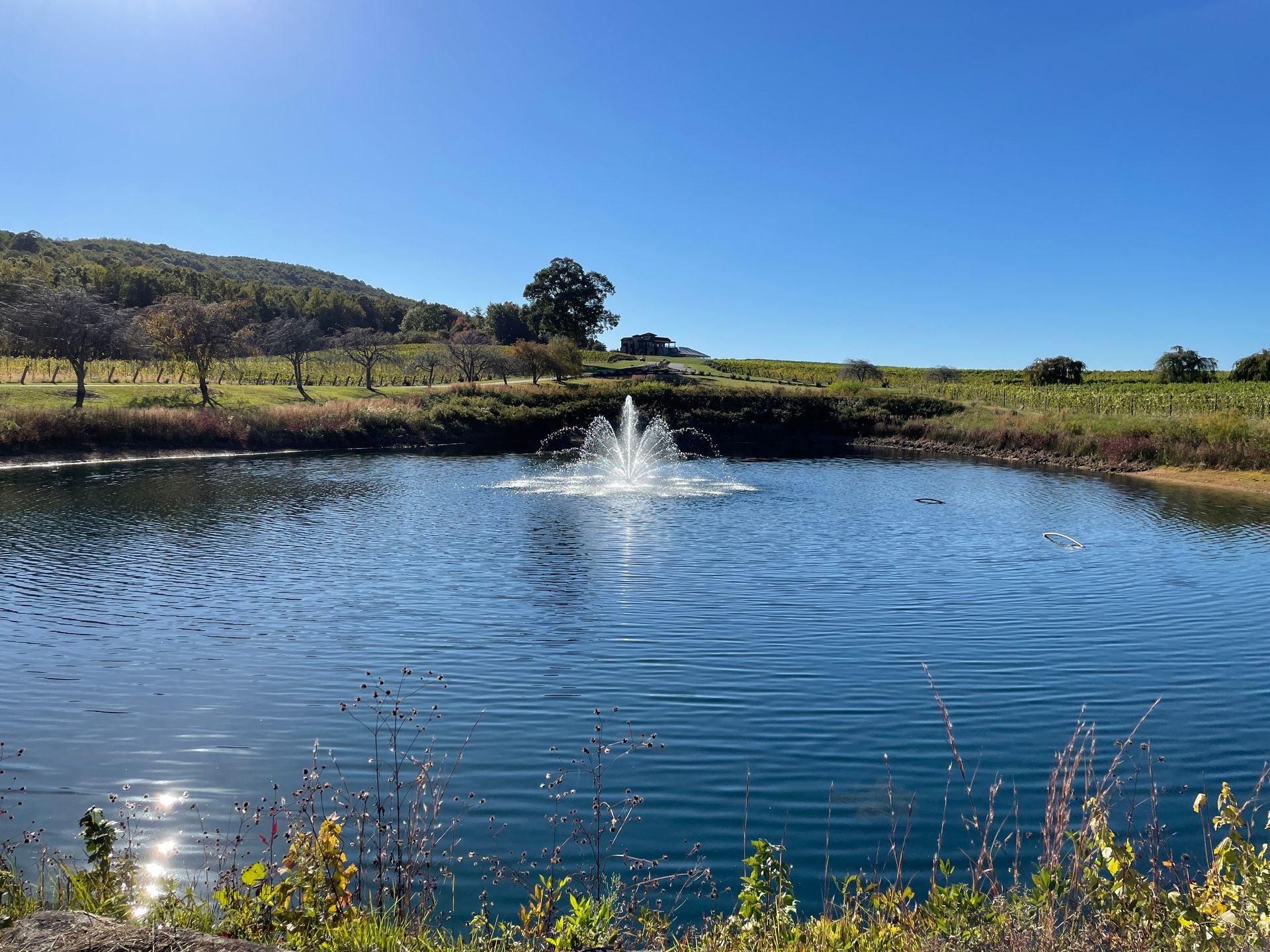 Fountain spraying water in a pond, vineyard in background, sunny day.