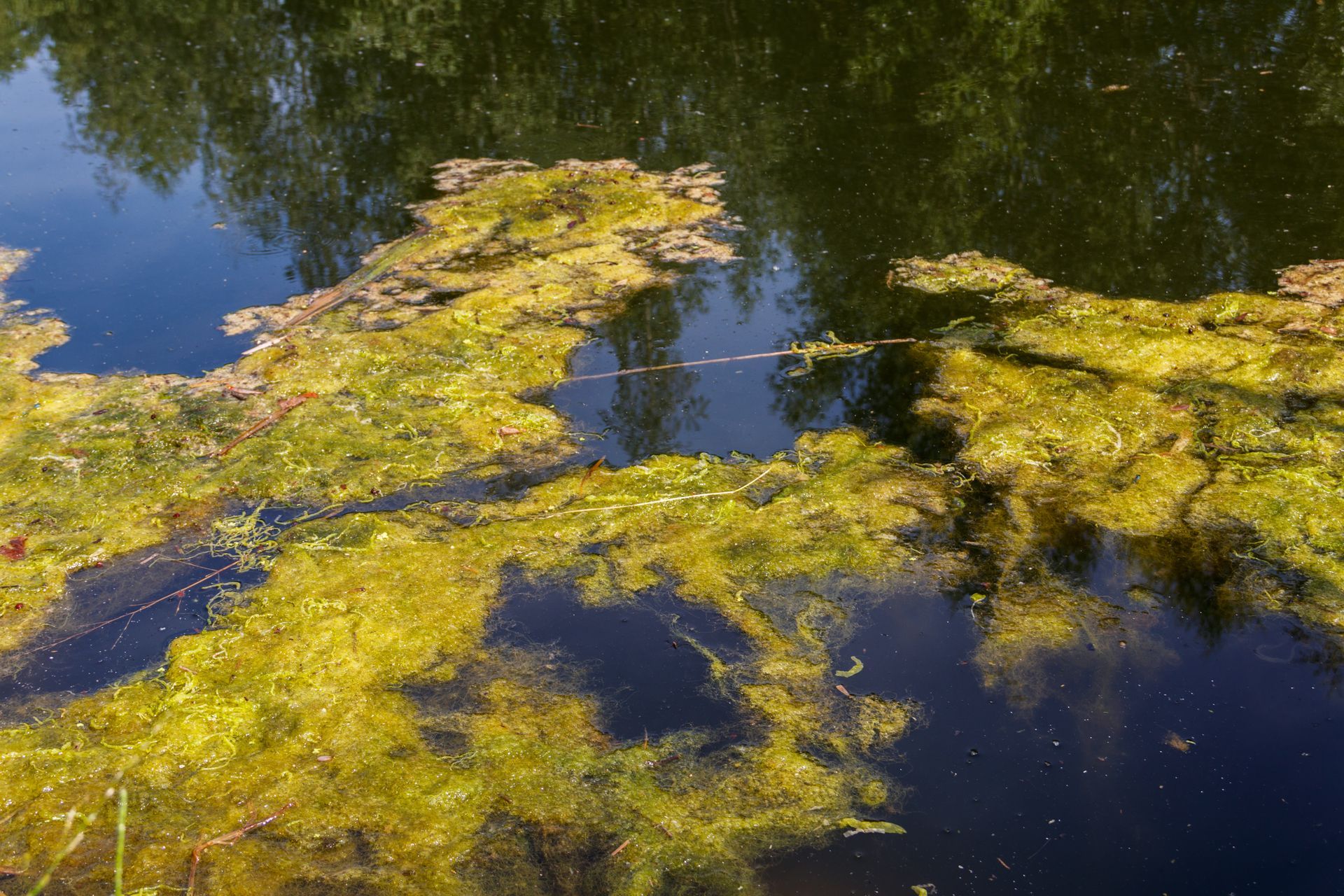 Dark pond with floating green and yellow algae, reflecting trees.
