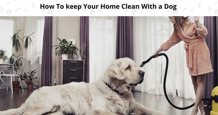 How to keep your home clean with a dog