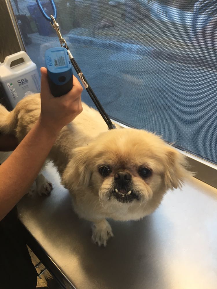 Grooming Stars Mobile Dog Grooming Santa Monica