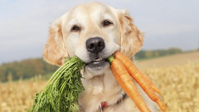 https://lirp.cdn-website.com/6e98a73b/dms3rep/multi/opt/dog+eating+carrots-640w.jpg