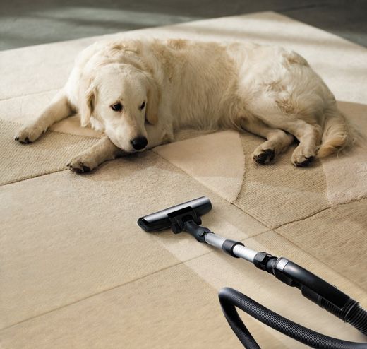 grooming stars- mobile dog grooming dog looking at vacuum