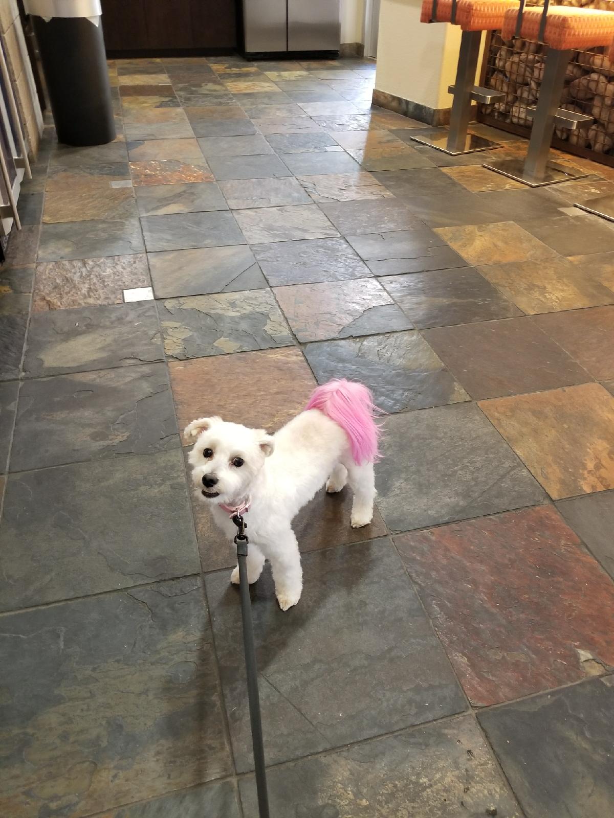 Grooming Stars Mobile Dog Grooming Santa Monica