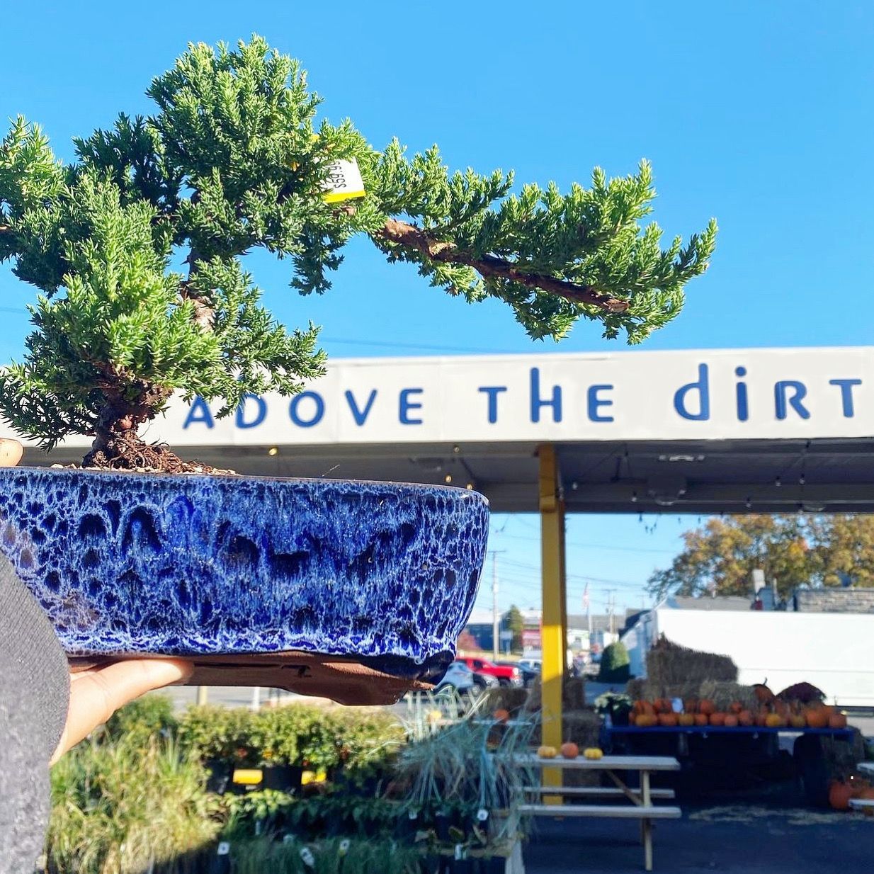 Blue glass planter in front of a storefront sign reading “ABOVE THE DIRT,” with a tree-shaped decoration above.