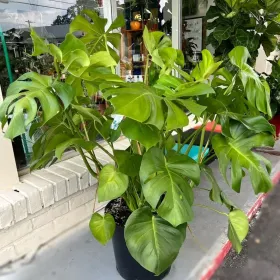 Above the Dirt Garden & Honey Shop