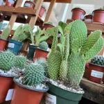 Above the Dirt Garden & Honey Shop