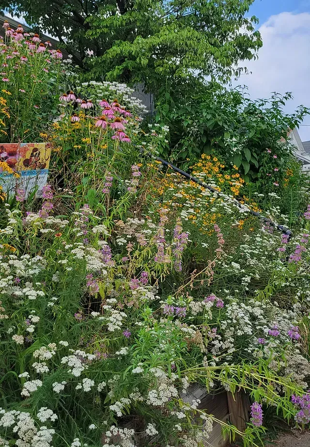 Native Plant Garden Design