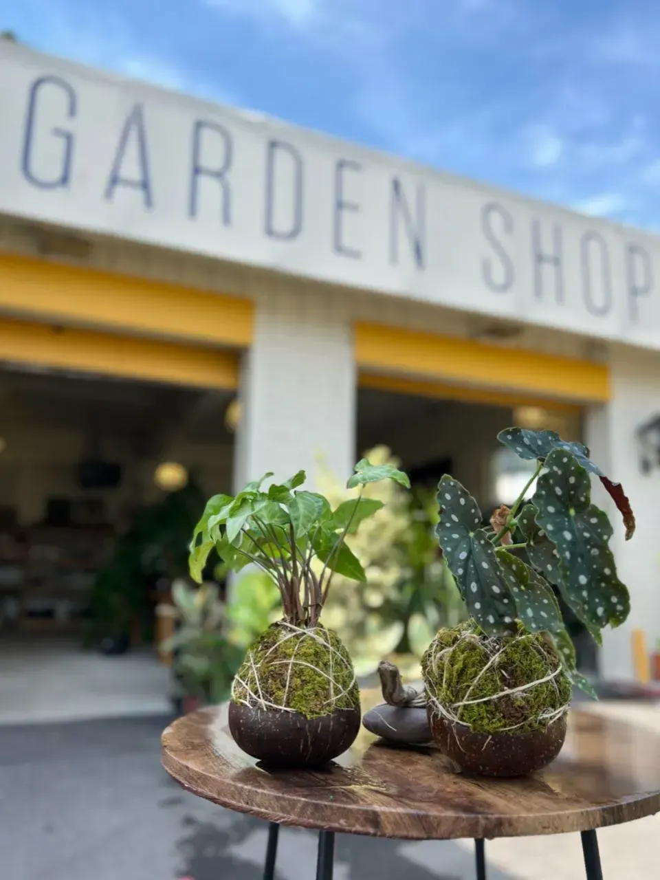 Vintage Kokedama Class