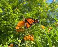 Above the Dirt Garden & Honey Shop