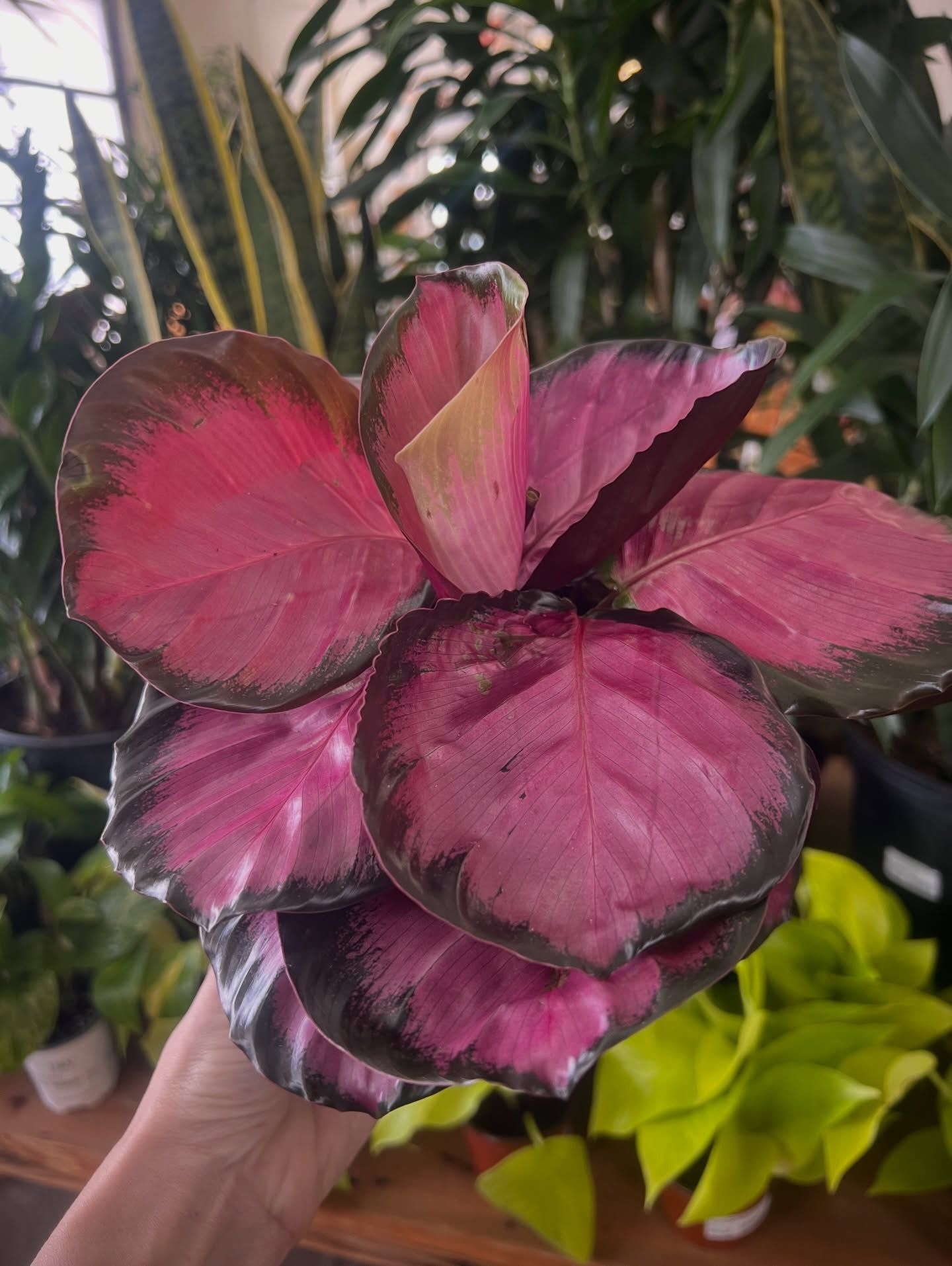 Plant Subscription Boxes