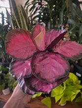 Plant Subscription Boxes