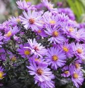 Native & Seasonal Plants