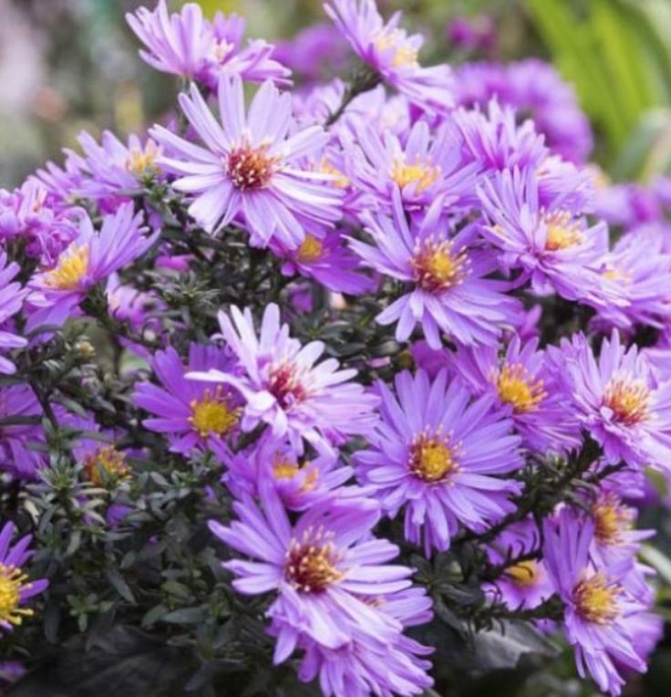 Native & Seasonal Plants