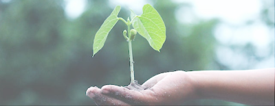 A person is holding a small plant in their hands.