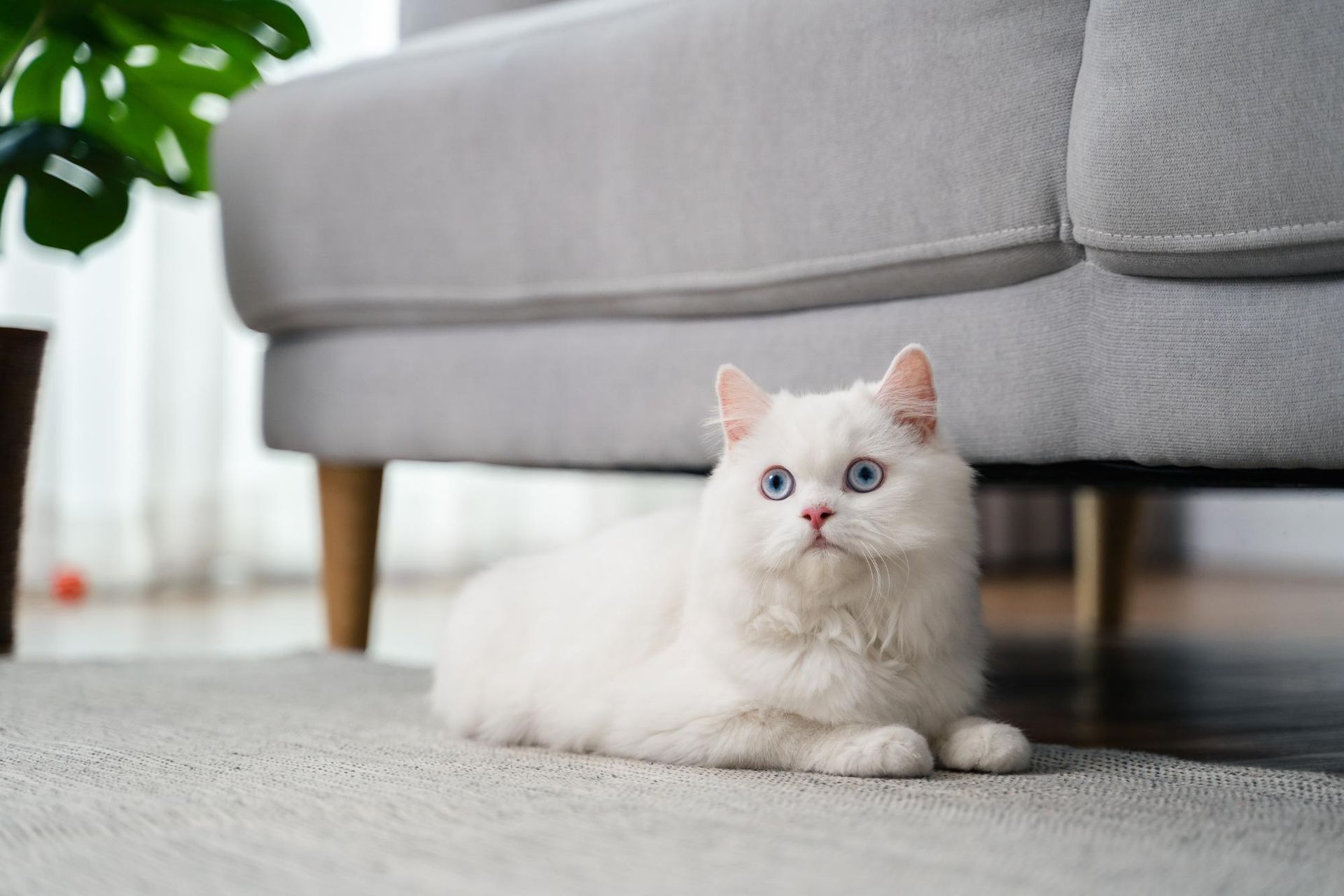 White cat with blue eyes lying on a rug under a gray couch.