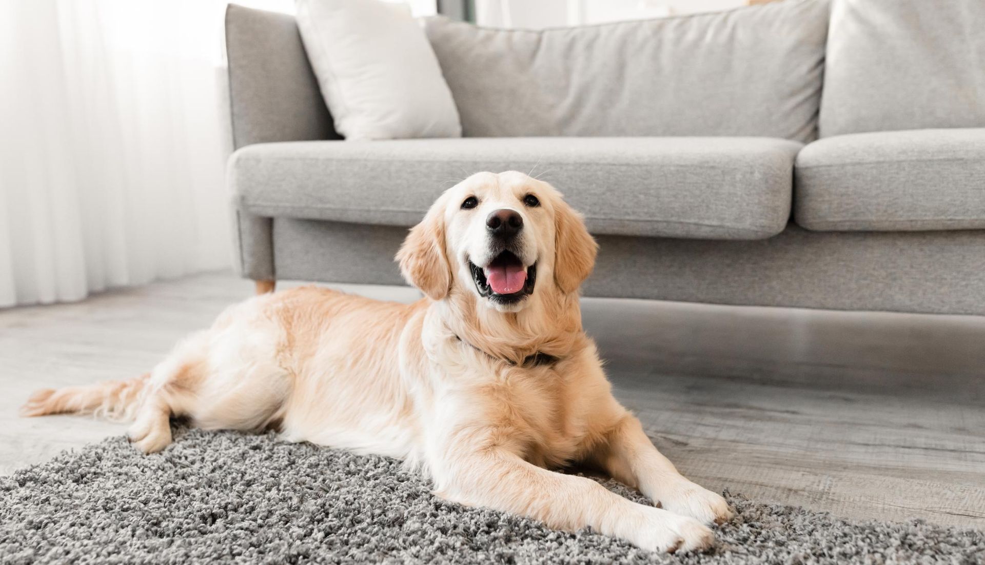 Golden retriever dog lying on a rug in front of a grey couch, smiling.