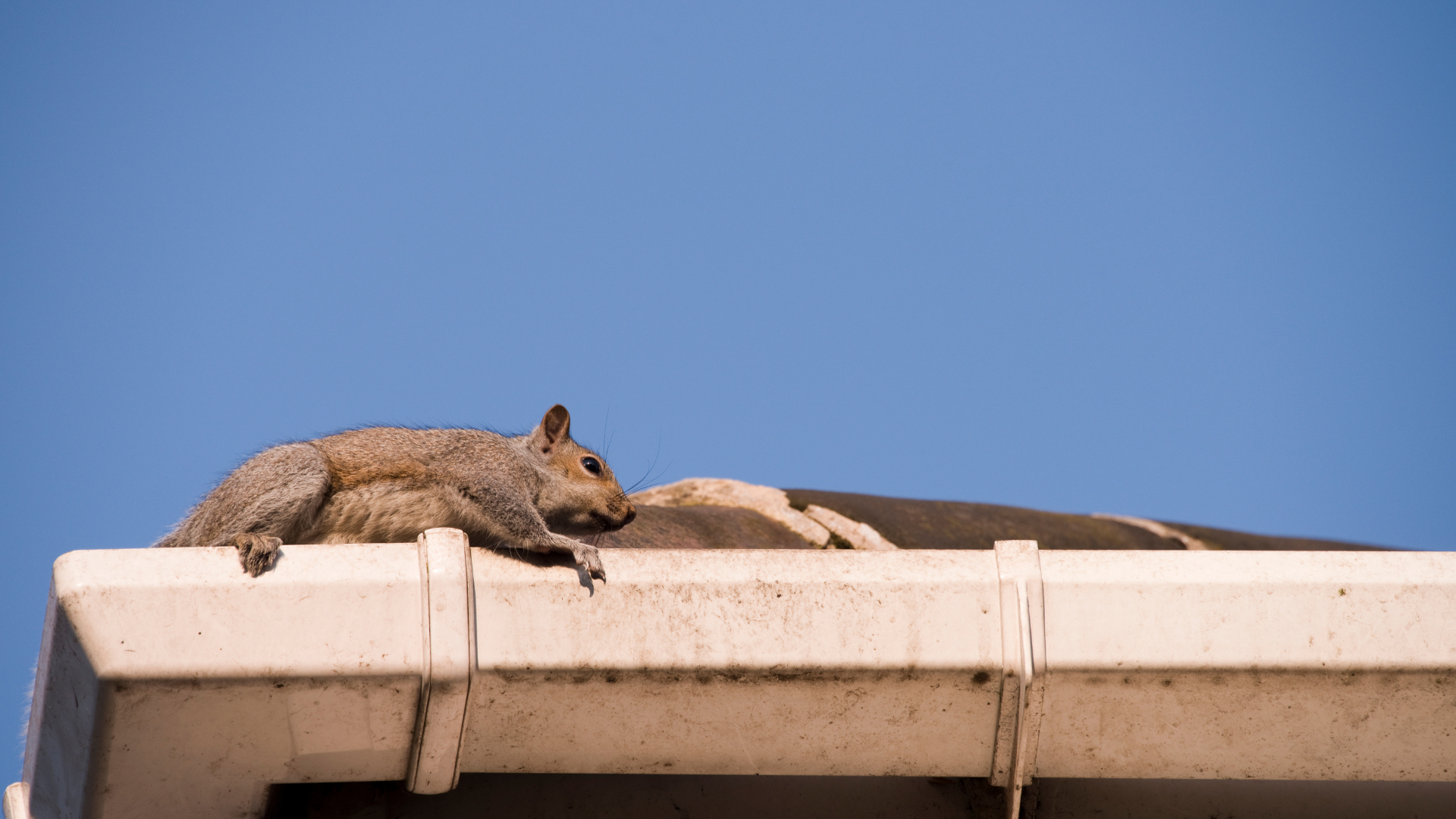 A squirrel is sitting on the gutter of a building.