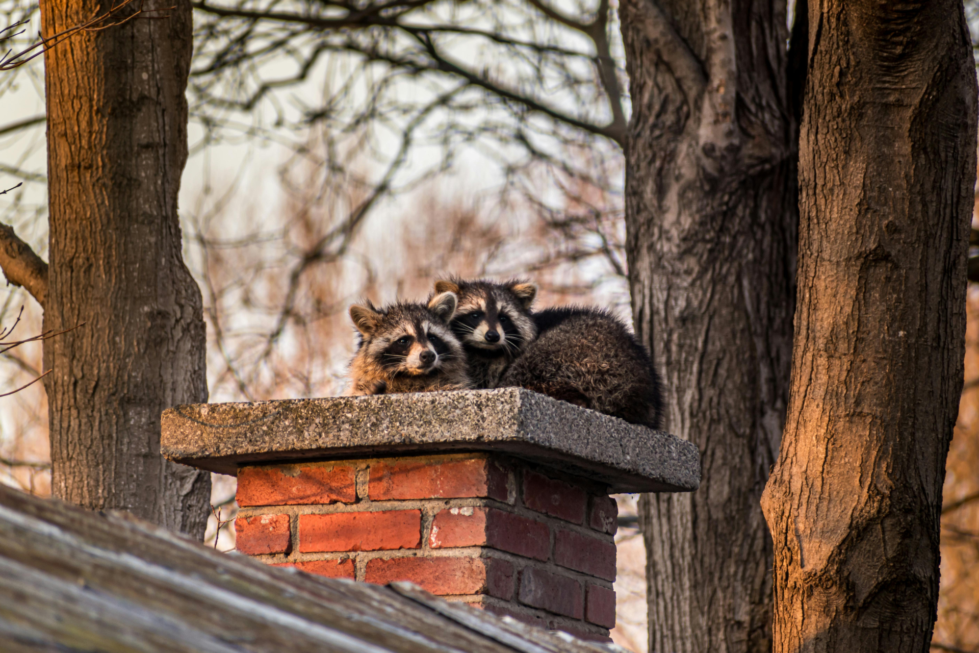 Two raccoons are sitting on top of a brick chimney.
