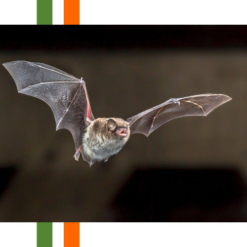 A bat is flying through the air with its wings spread.