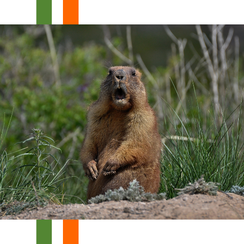A groundhog is standing in the grass with its mouth open.