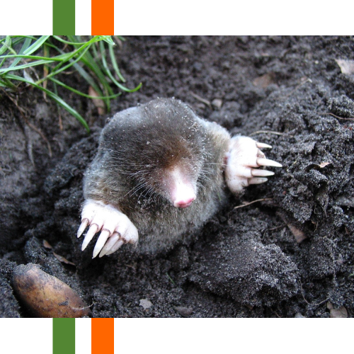 A mole is sticking its head out of a hole in the ground