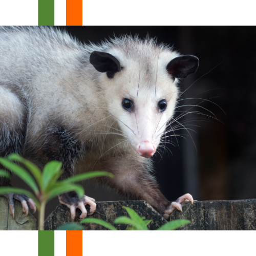 An opossum is standing on a wooden fence looking at the camera.