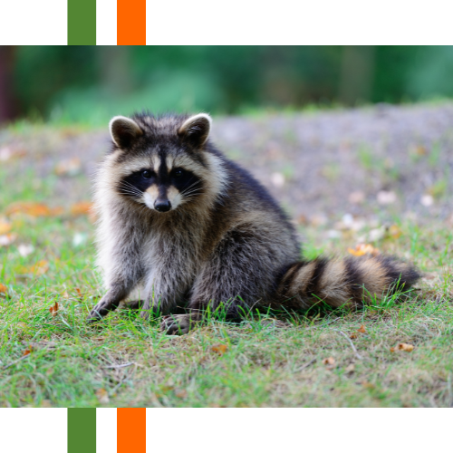 A raccoon is sitting in the grass looking at the camera.