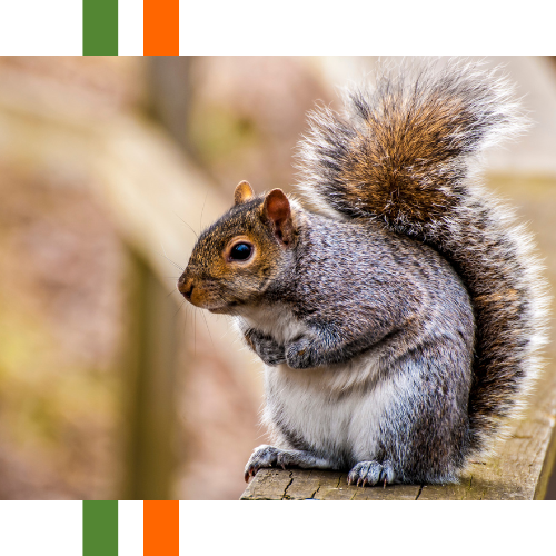 A squirrel is sitting on a wooden fence post.