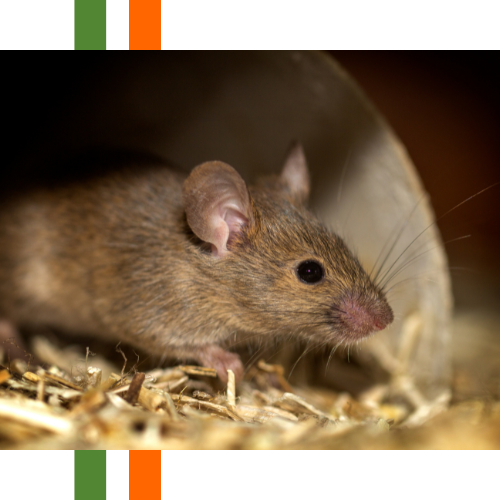 A mouse is sitting in a pile of hay and looking at the camera.