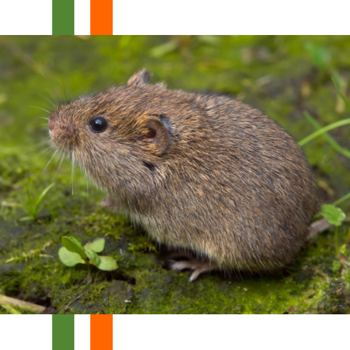A vole is sitting on a rock in the grass.