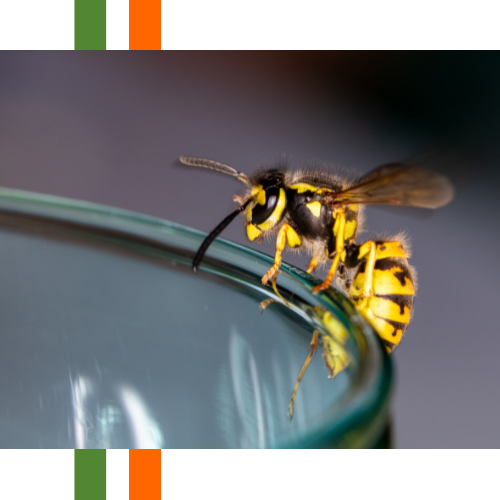 A wasp is sitting on the edge of a glass.