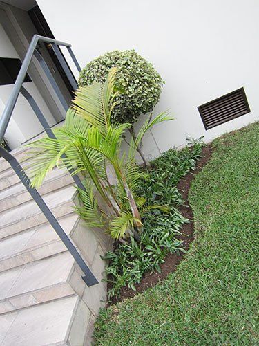 mantenimiento de plantas