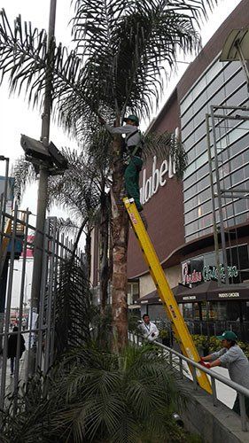 servicio de jardineria