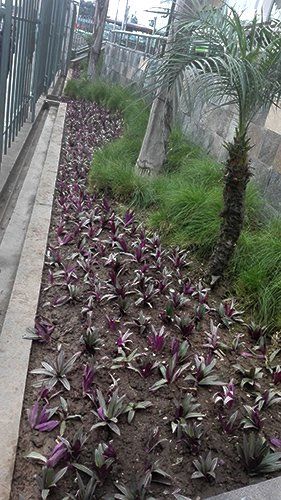 mantenimiento de plantas